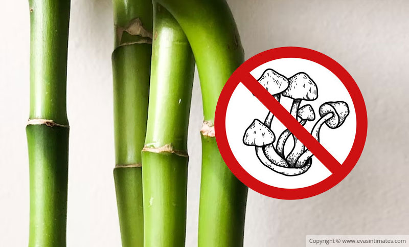 Do bamboo socks really kill fungus?