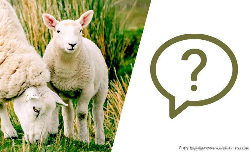 Lambswool: Frequently asked questions and answers
